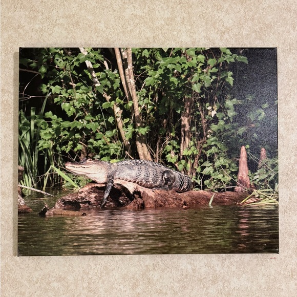 Alligator on a log in a swamp.